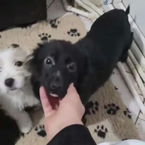 Scaita à adopter #7