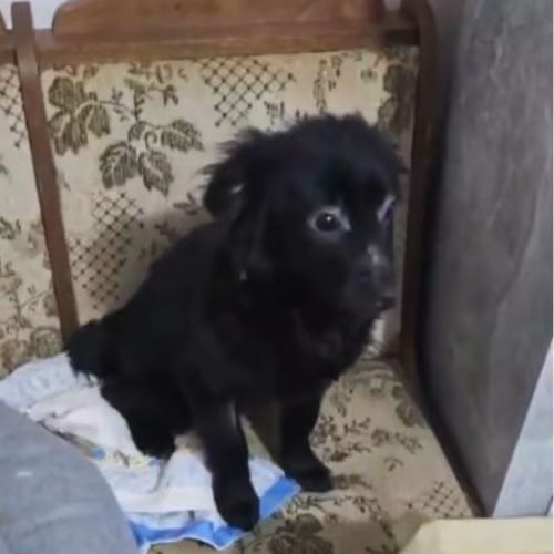 Scaita à adopter #9