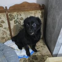 Scaita à adopter #1