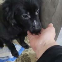 Scaita à adopter #4