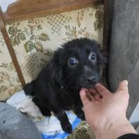 Scaita à adopter #5