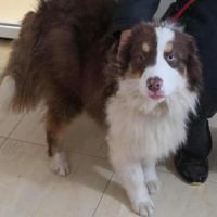 Ken le beau berger australien aux yeux vairons