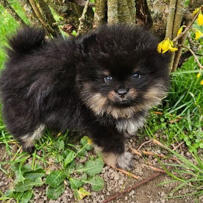 Magnifique chiot spitz non lof à réserver #2