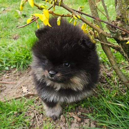 Magnifique chiot spitz non lof à réserver #3