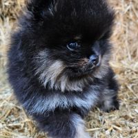 Magnifique chiot spitz non lof à réserver