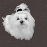 Saillie bichon maltais