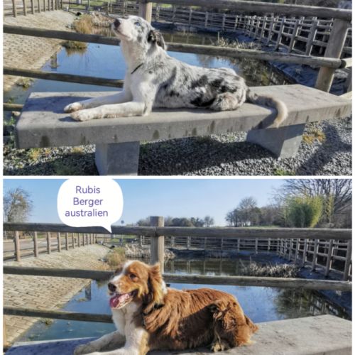 Femelles border collie et berger australien #0