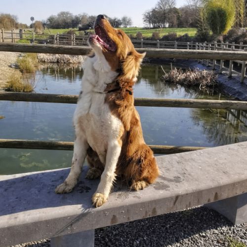 Femelles border collie et berger australien #4