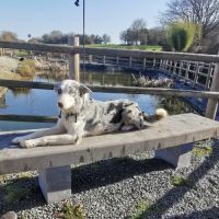 Femelles border collie et berger australien #5
