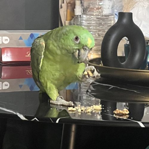 Amazone nuque d’or #1