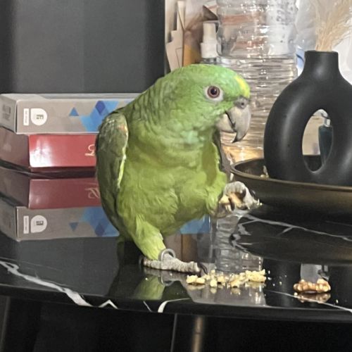 Amazone nuque d’or #0