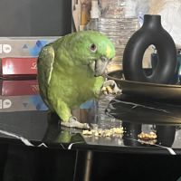 Amazone nuque d’or #1