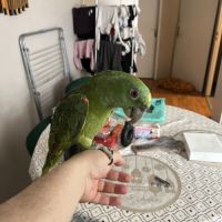 Amazone nuque d’or #3