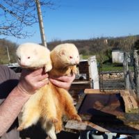 Furets à vendre