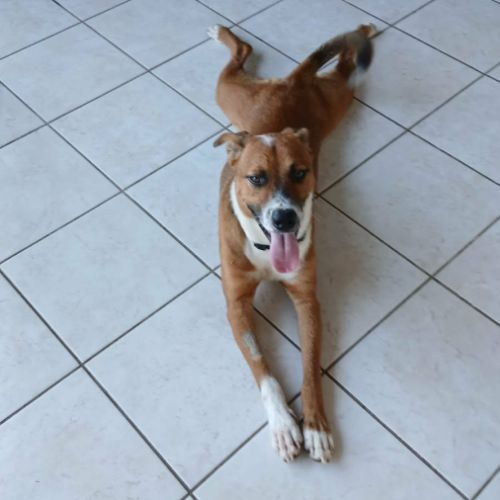 Aloka le chouchou créole #0