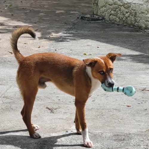 Aloka le chouchou créole #2