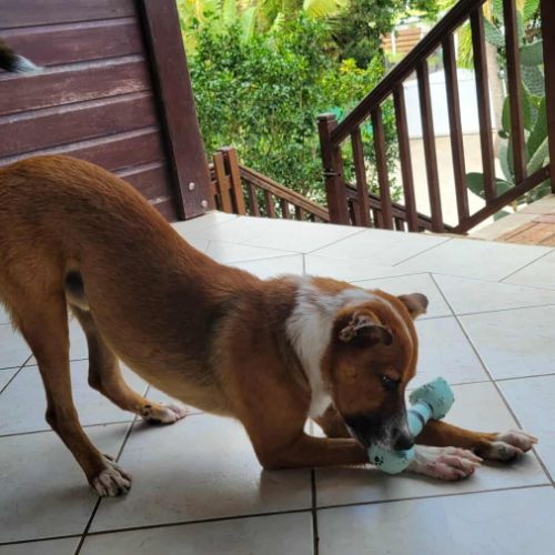 Aloka le chouchou créole #8