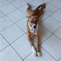 Aloka le chouchou créole