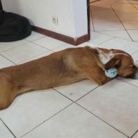 Aloka le chouchou créole #5