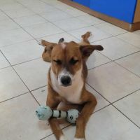 Aloka le chouchou créole #6