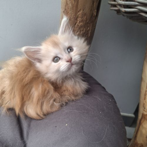 Chatons maine coon loof #3