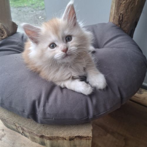Chatons maine coon loof #5