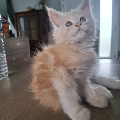 Chatons maine coon loof