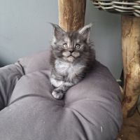 Chatons maine coon loof #1