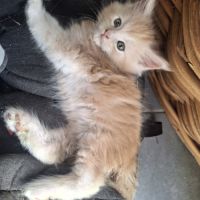 Chatons maine coon loof