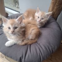 Chatons maine coon loof #4