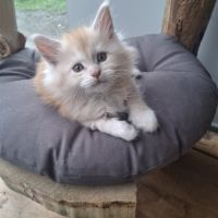 Chatons maine coon loof #5
