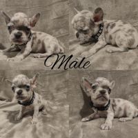 Chiot bouledogue francais