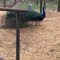 Vends paon bleu