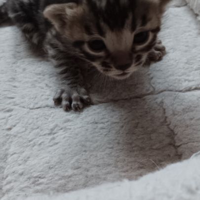 Chaton bengal snow lynx et brown #1