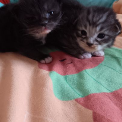 Chaton maine coon #3