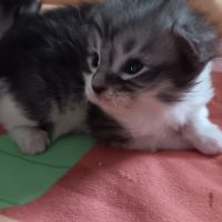 Chaton maine coon #2