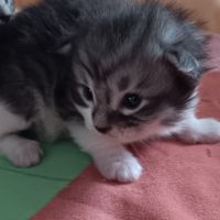 Chaton maine coon #6