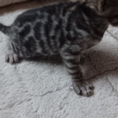 Chaton bengal #2