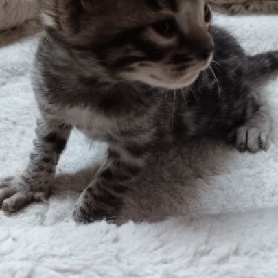 Chaton bengal #3