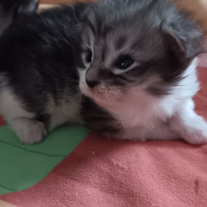 Chaton maine coon #3