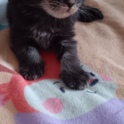 Chaton maine coon #5