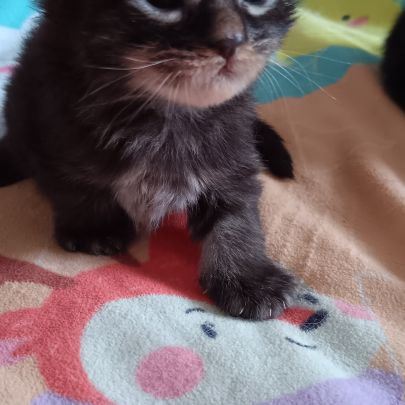 Chaton maine coon #6