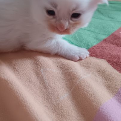 Chaton maine coon #0