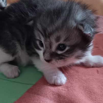 Chaton maine coon #8