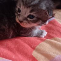 Chaton maine coon #1