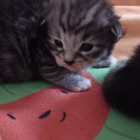 Chaton maine coon #2