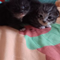 Chaton maine coon #4