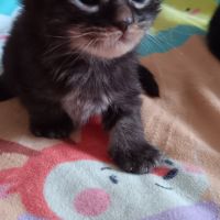 Chaton maine coon #6