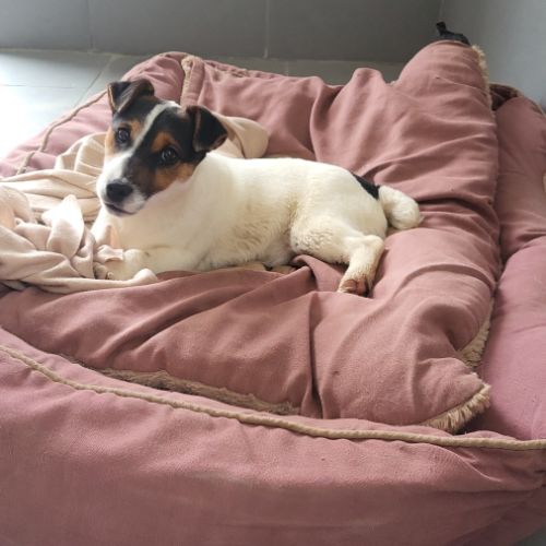 Chiot jack russel #0