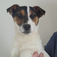 Chiot jack russel #1